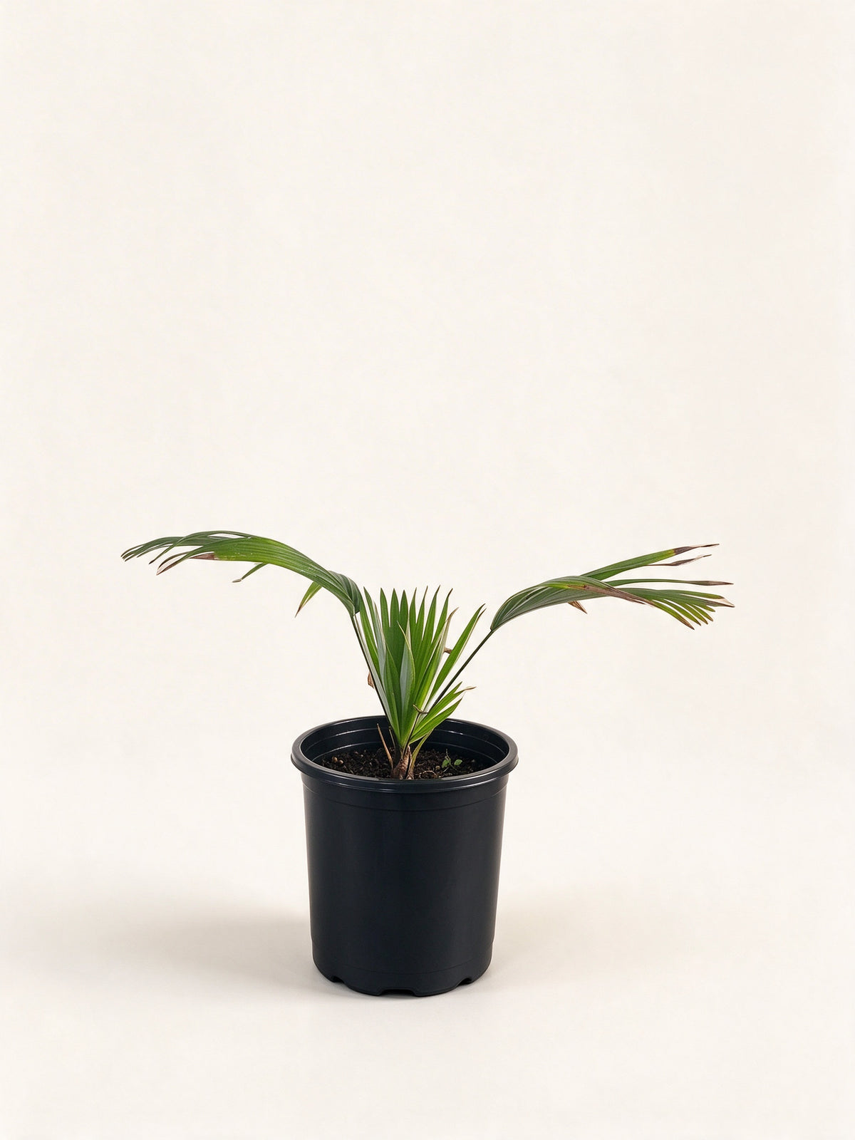 Kerriodoxa elegans