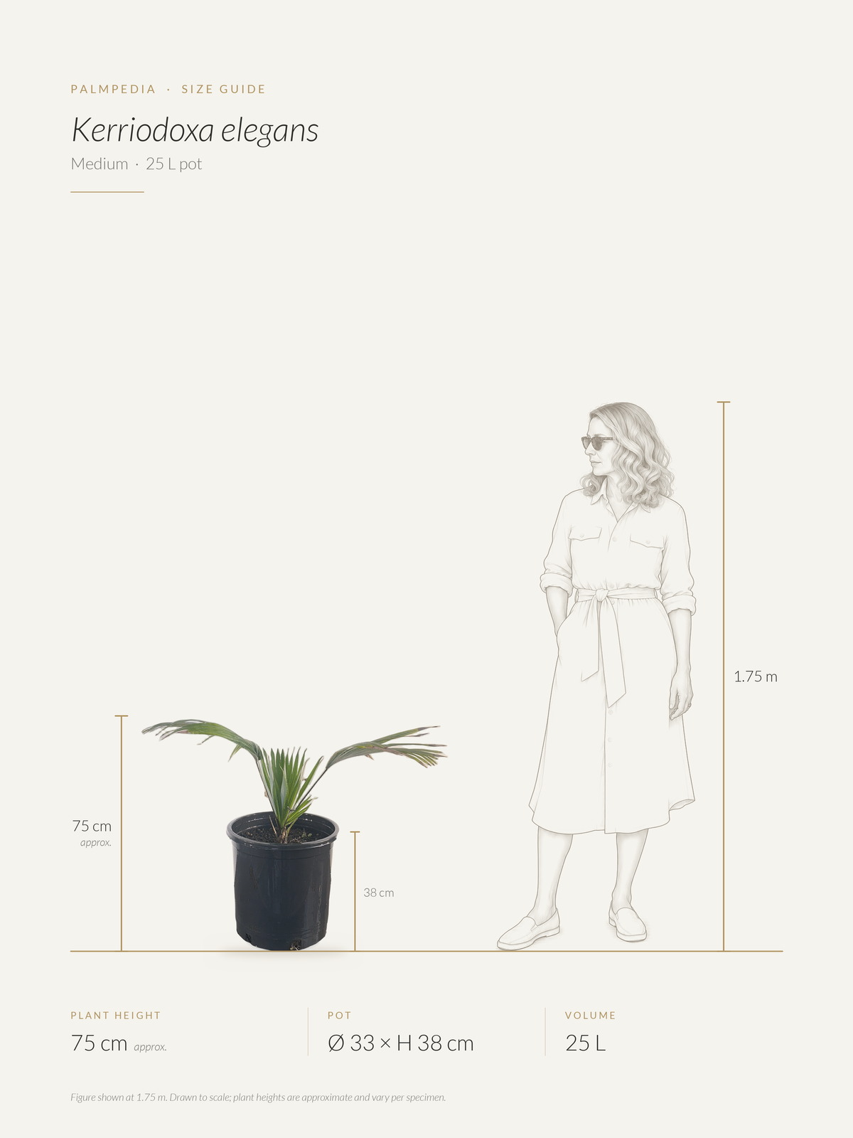 Kerriodoxa elegans – size guide