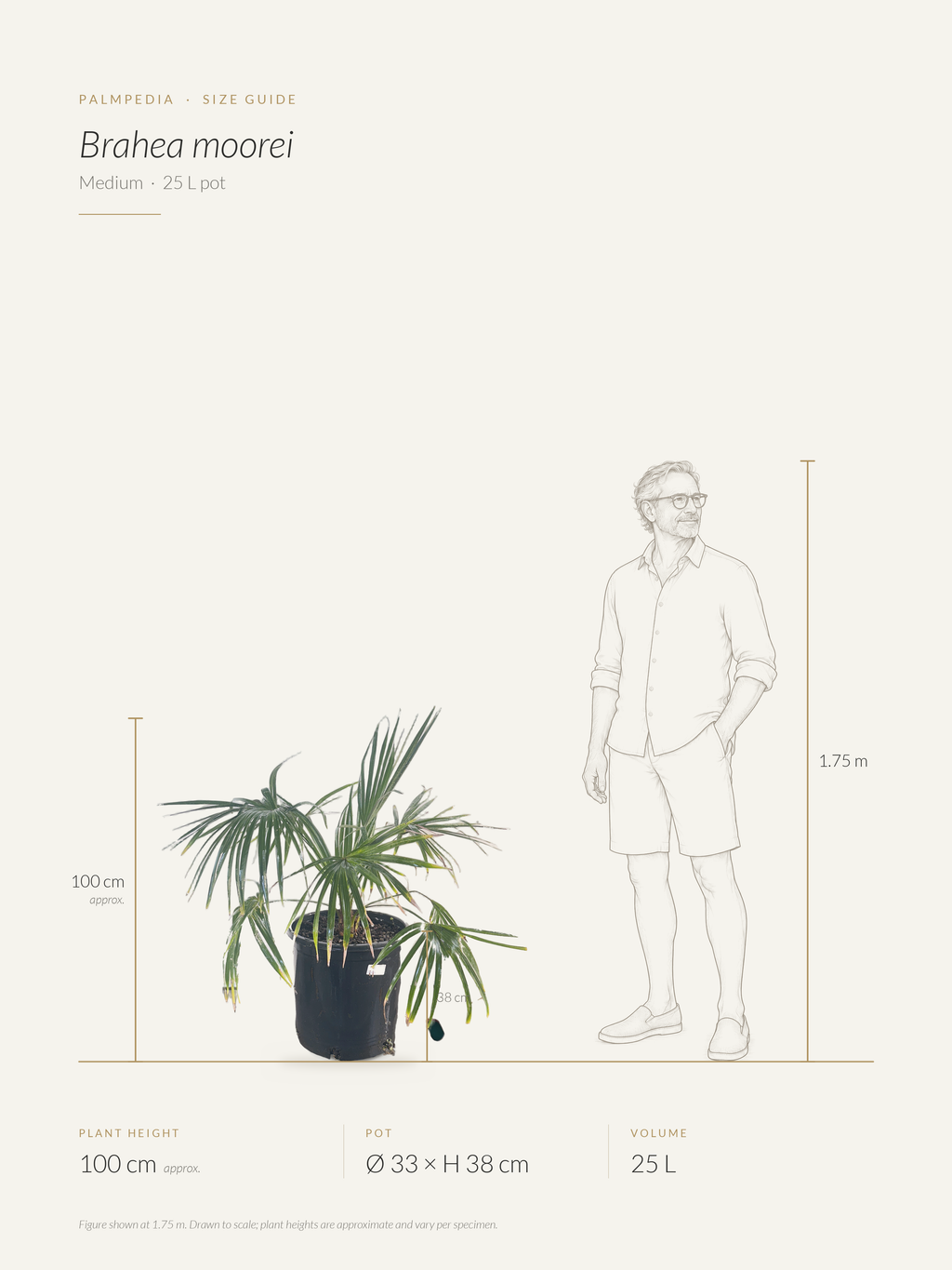 Brahea moorei – size guide