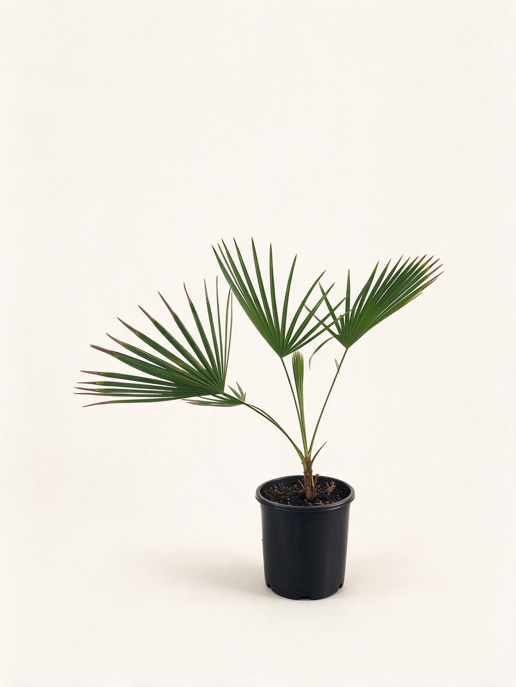 Brahea dulcis