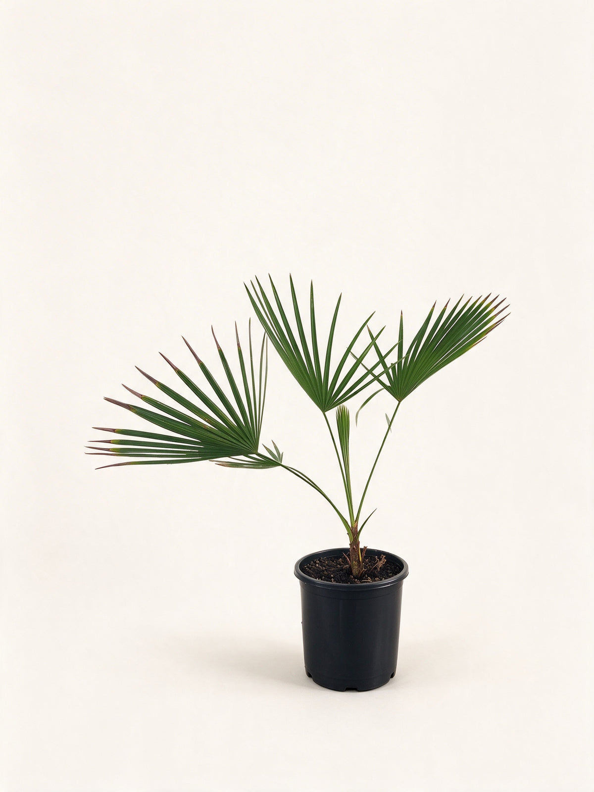 Brahea dulcis