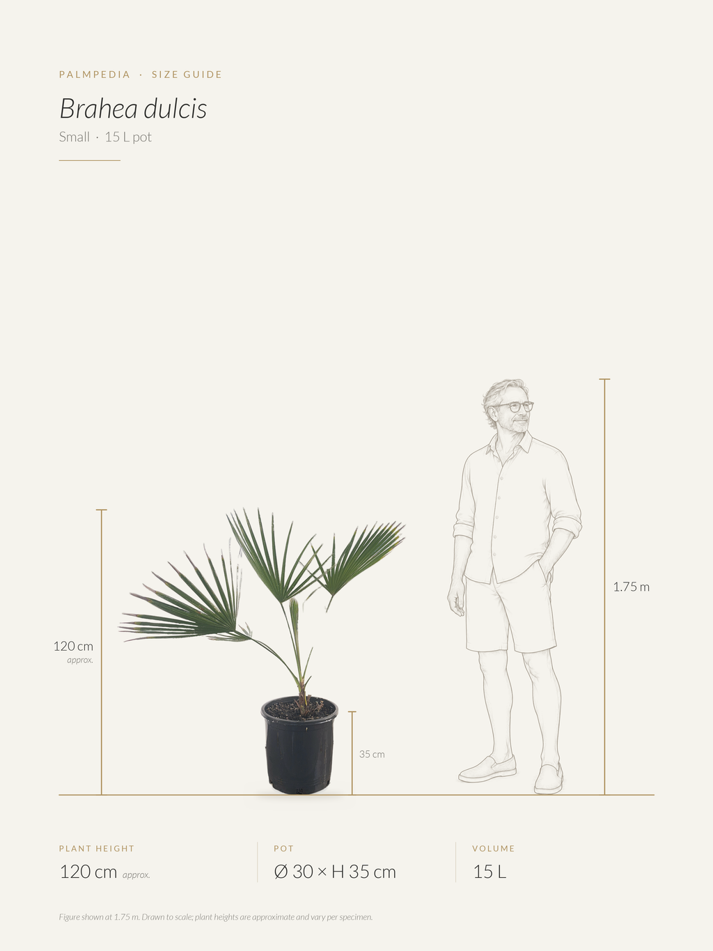 Brahea dulcis – size guide