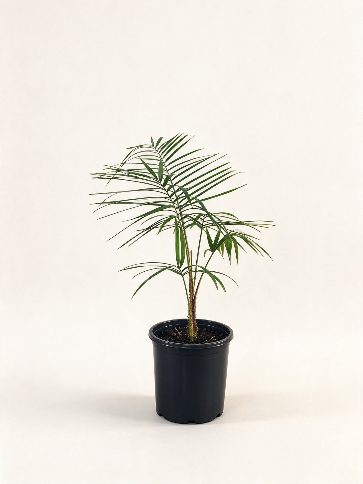 Calamus leptopus
