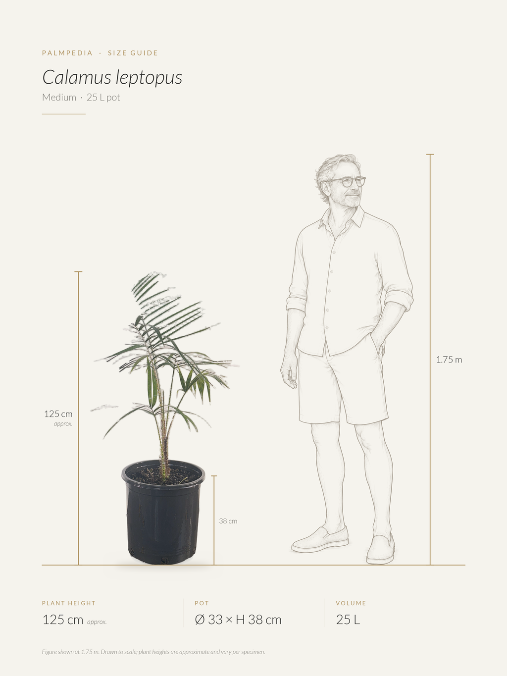 Calamus leptopus – size guide