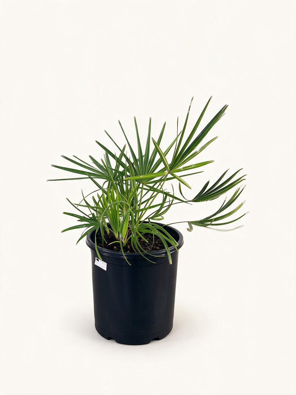 Serenoa repens