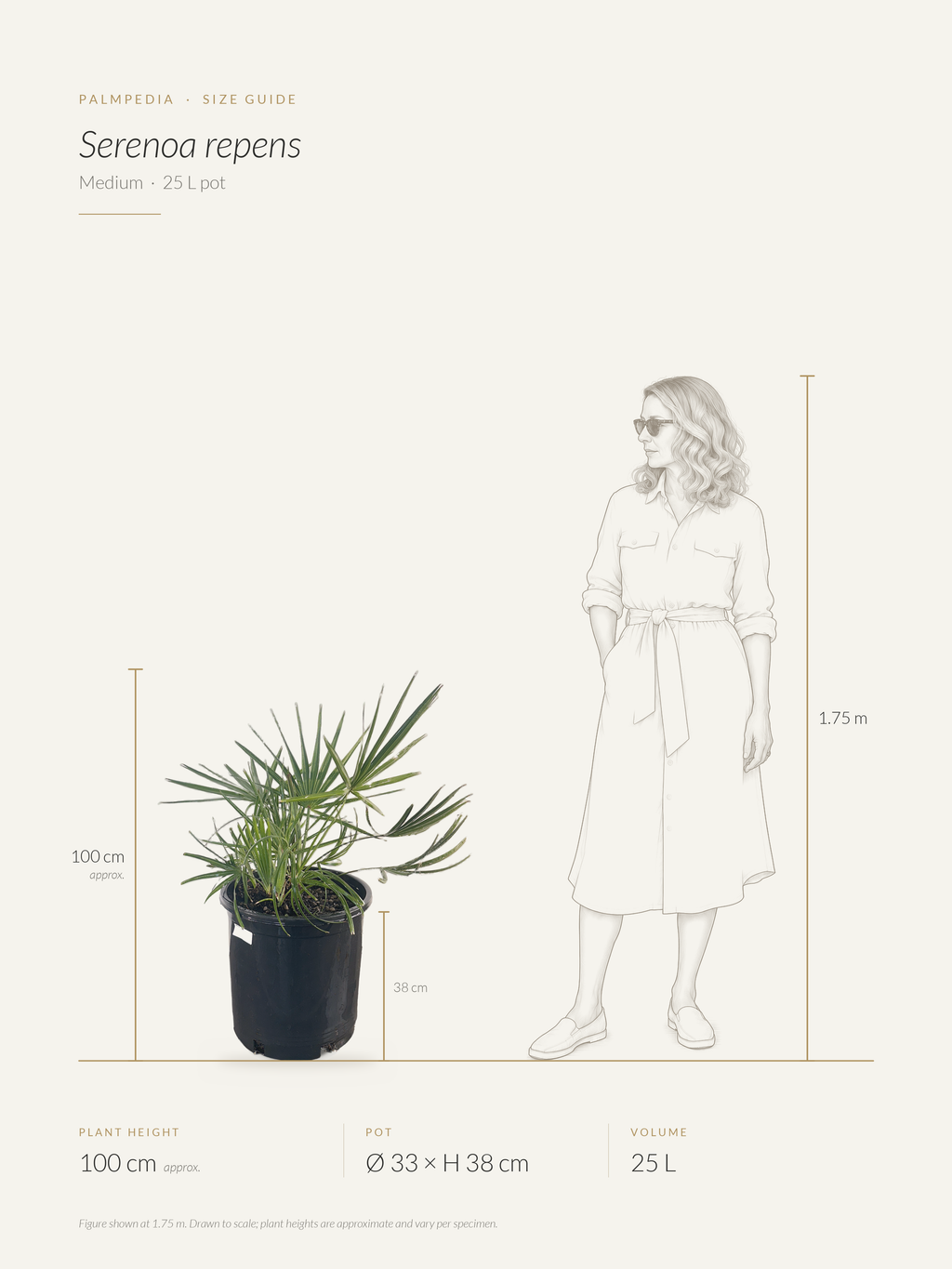 Serenoa repens – size guide