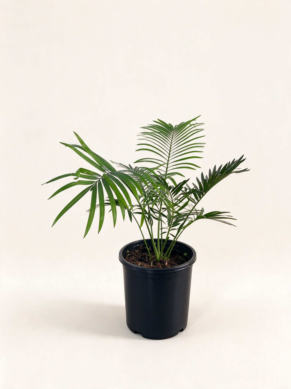 Cycas pranburiensis