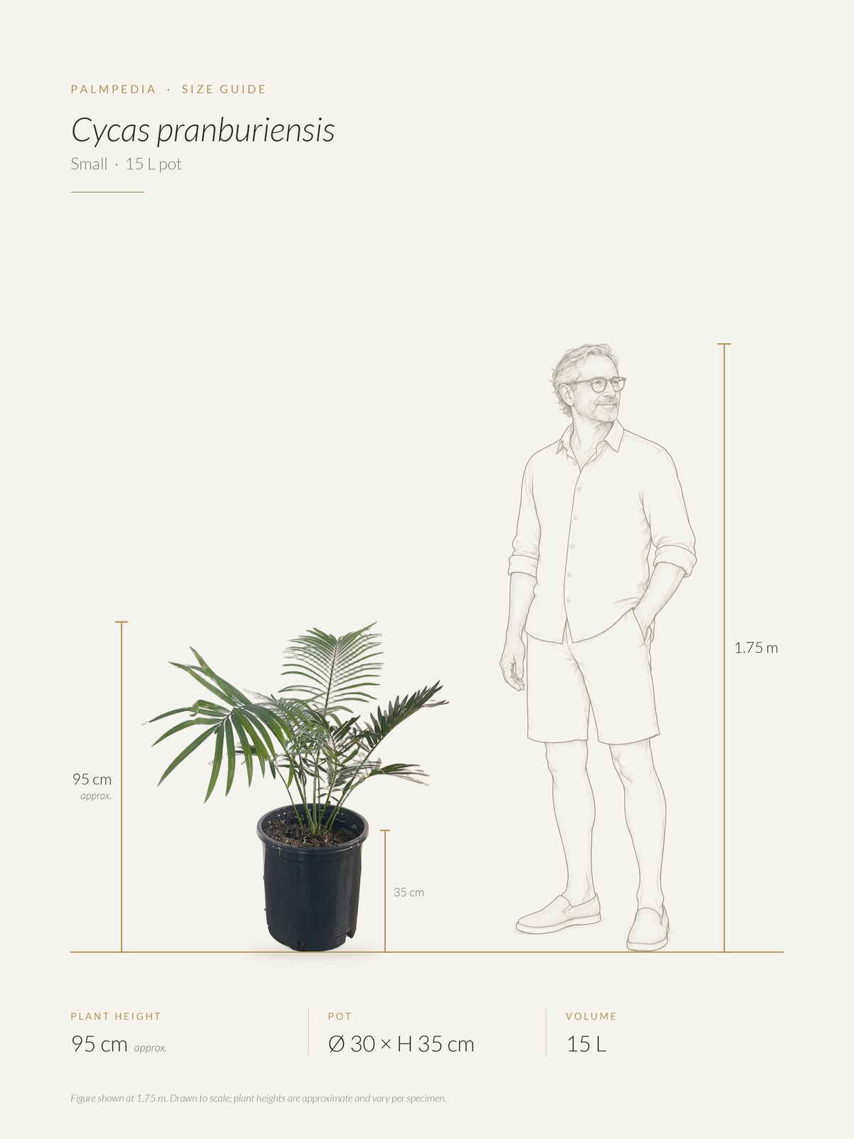 Cycas pranburiensis – size guide