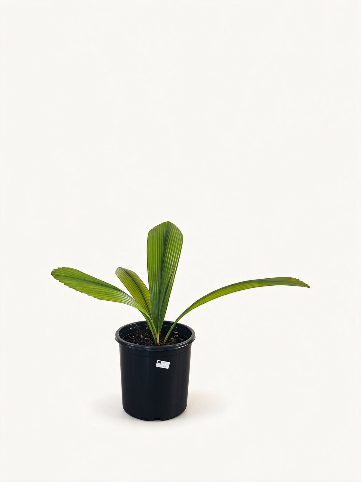 Johannesteijsmannia perakensis