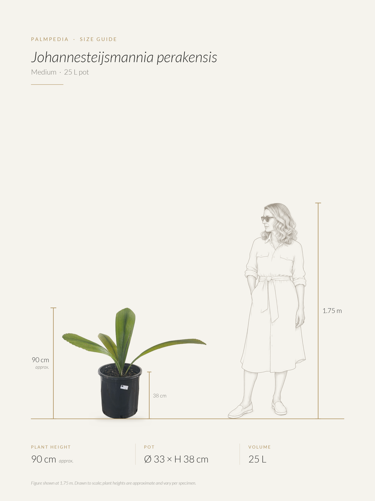 Johannesteijsmannia perakensis – size guide