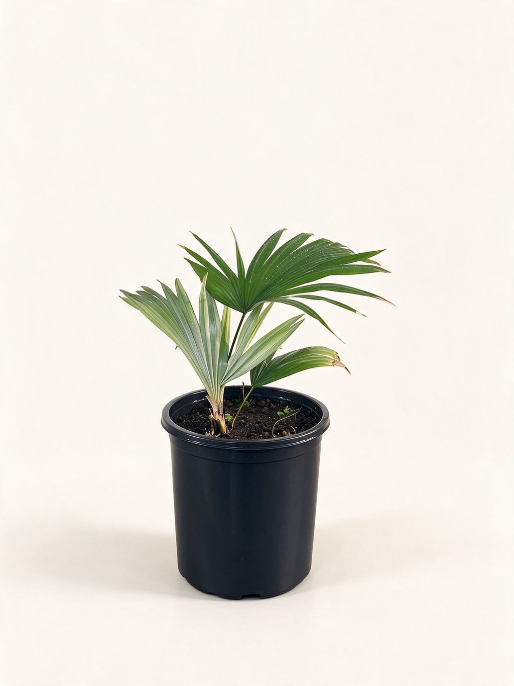 Kerriodoxa elegans