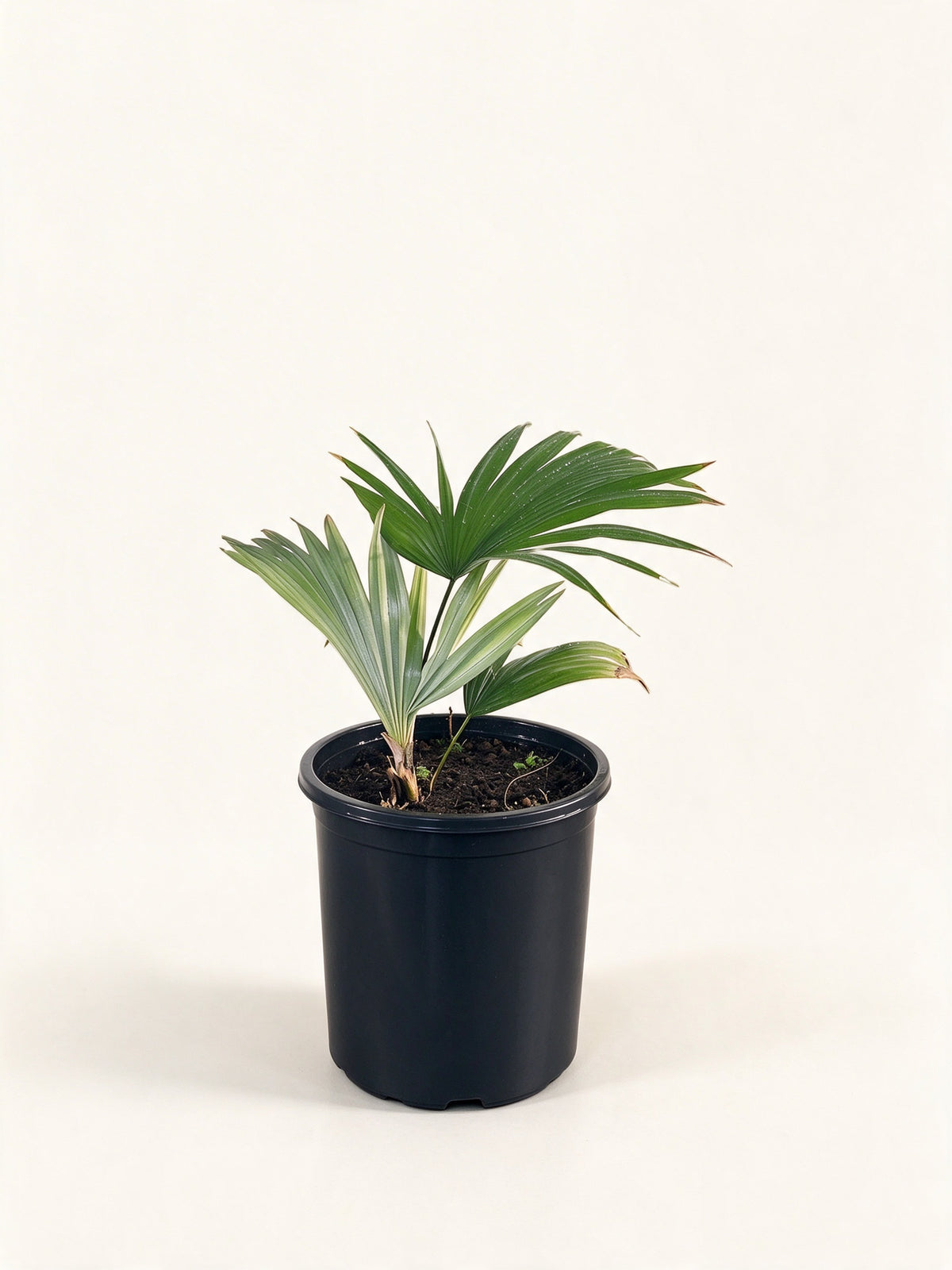 Kerriodoxa elegans