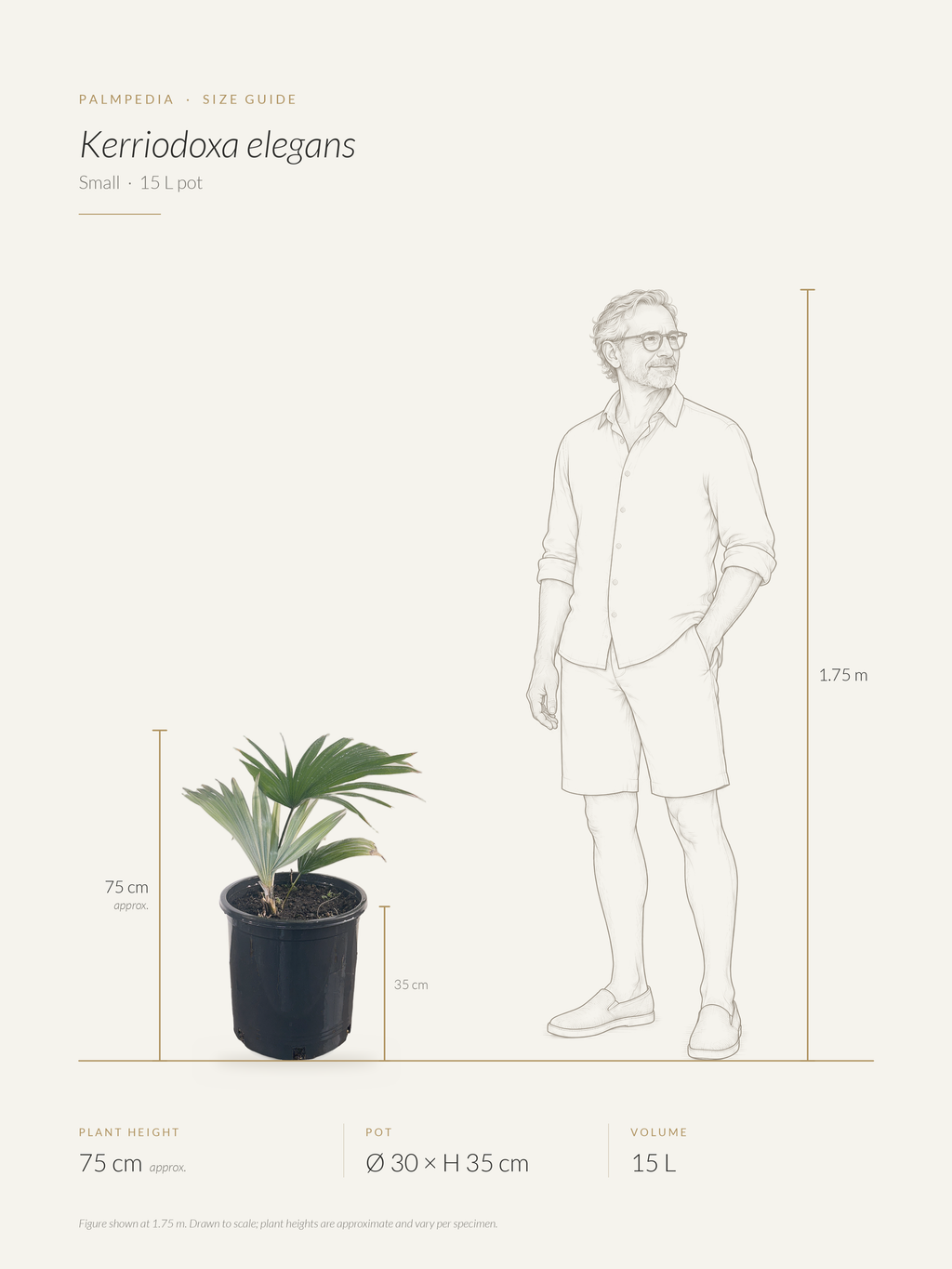 Kerriodoxa elegans – size guide