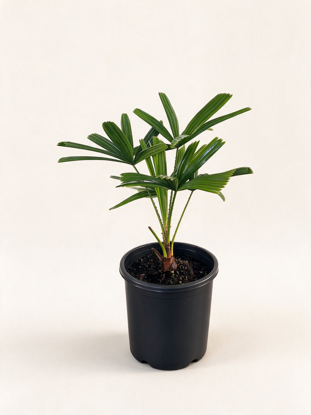 Licuala spinosa