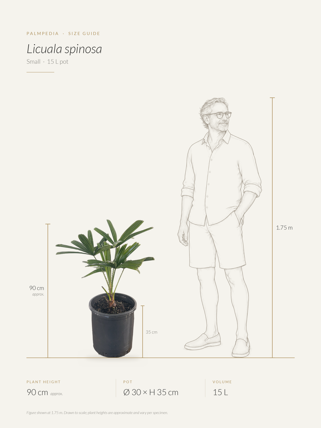 Licuala spinosa – size guide