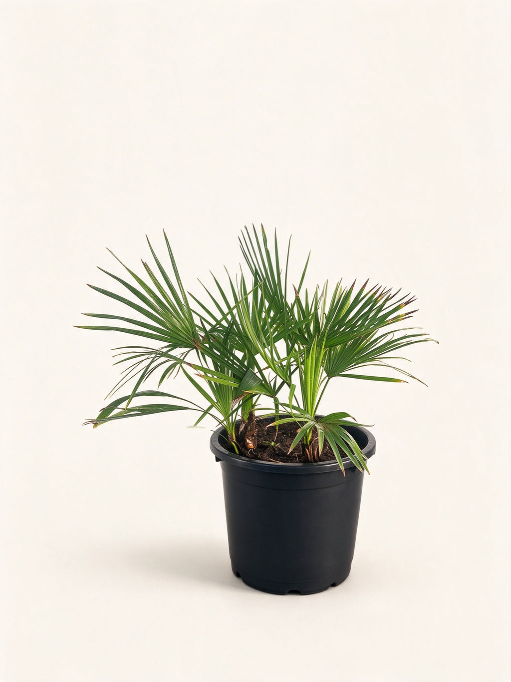 Brahea dulcis