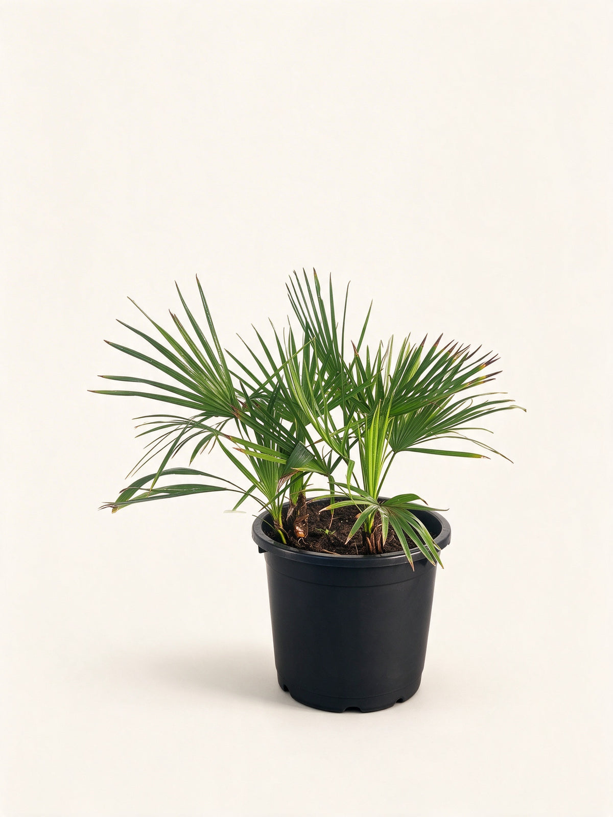 Brahea dulcis