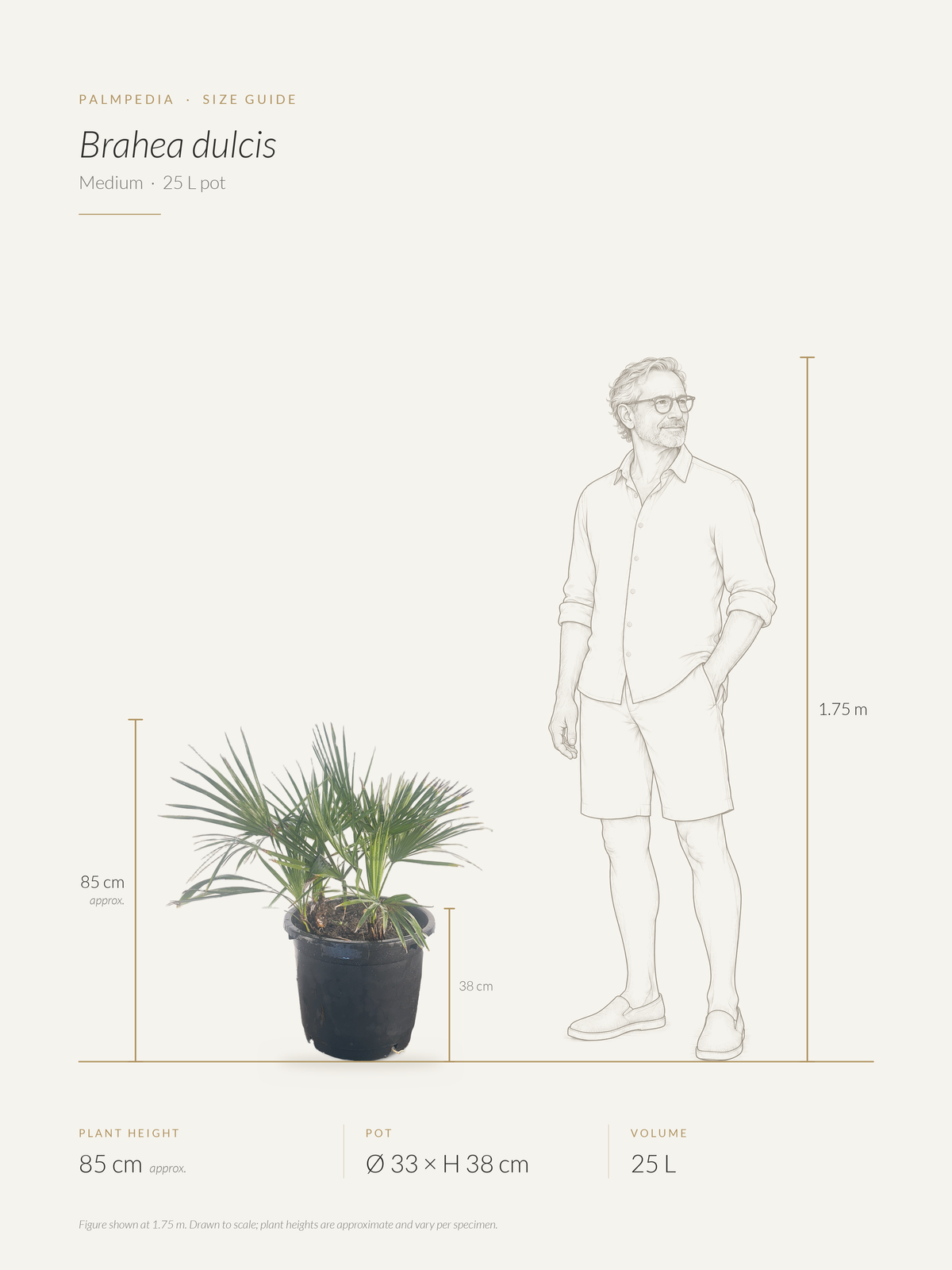 Brahea dulcis – size guide
