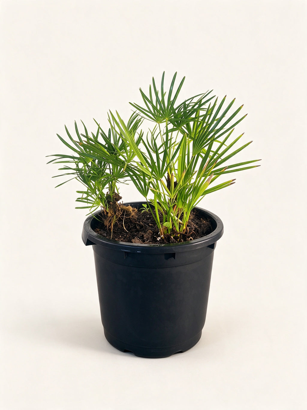 Serenoa repens