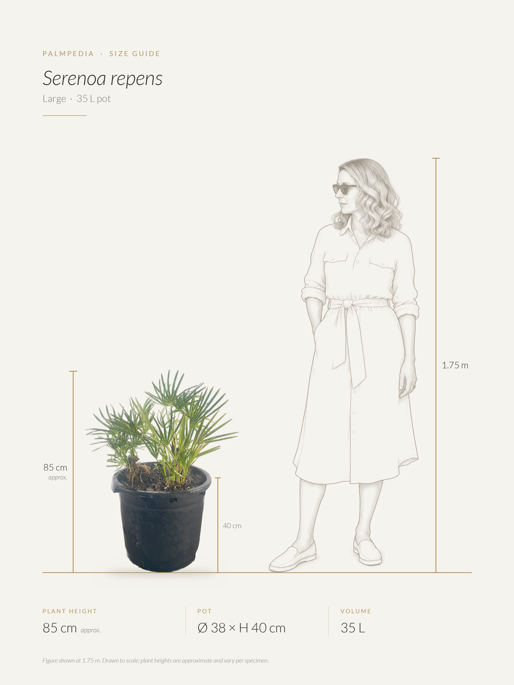 Serenoa repens – size guide