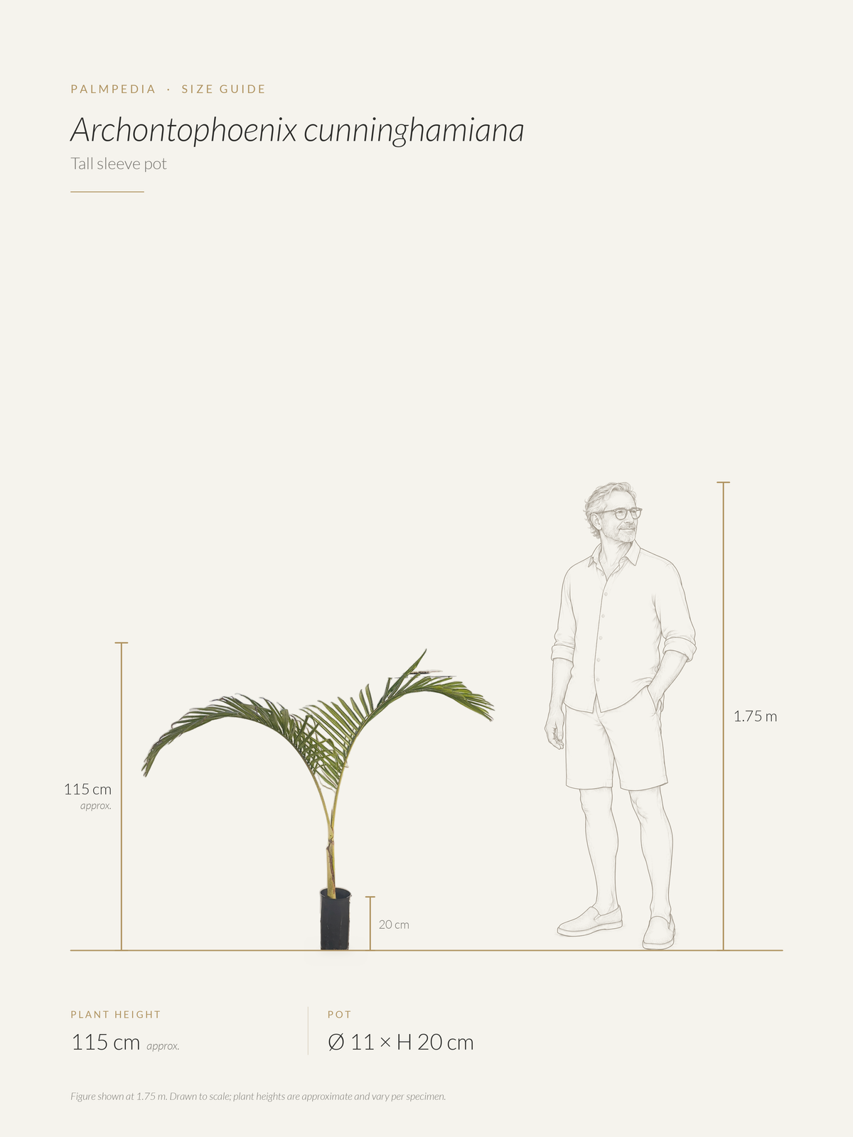 Archontophoenix cunninghamiana – size guide