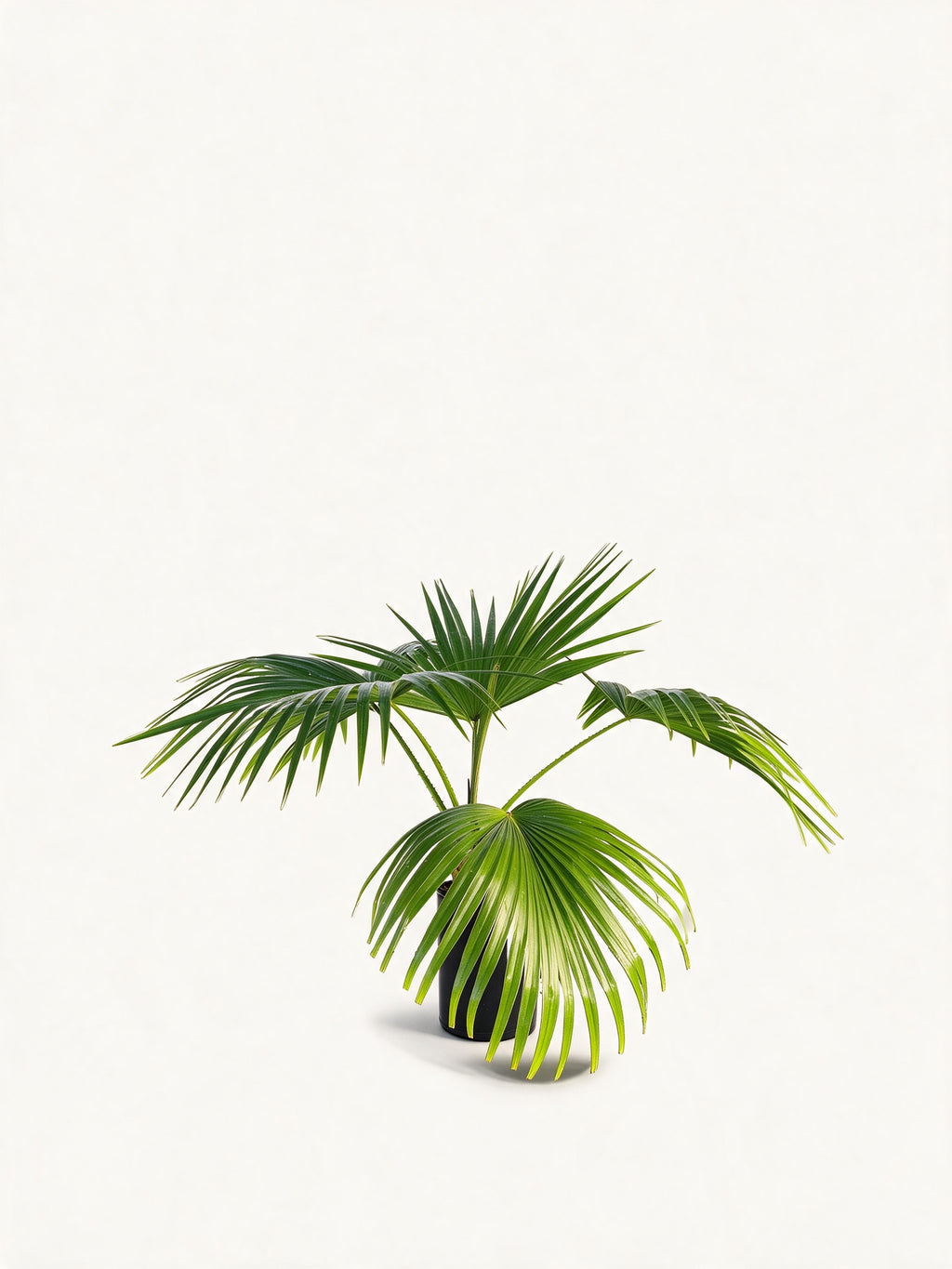 Livistona chinensis