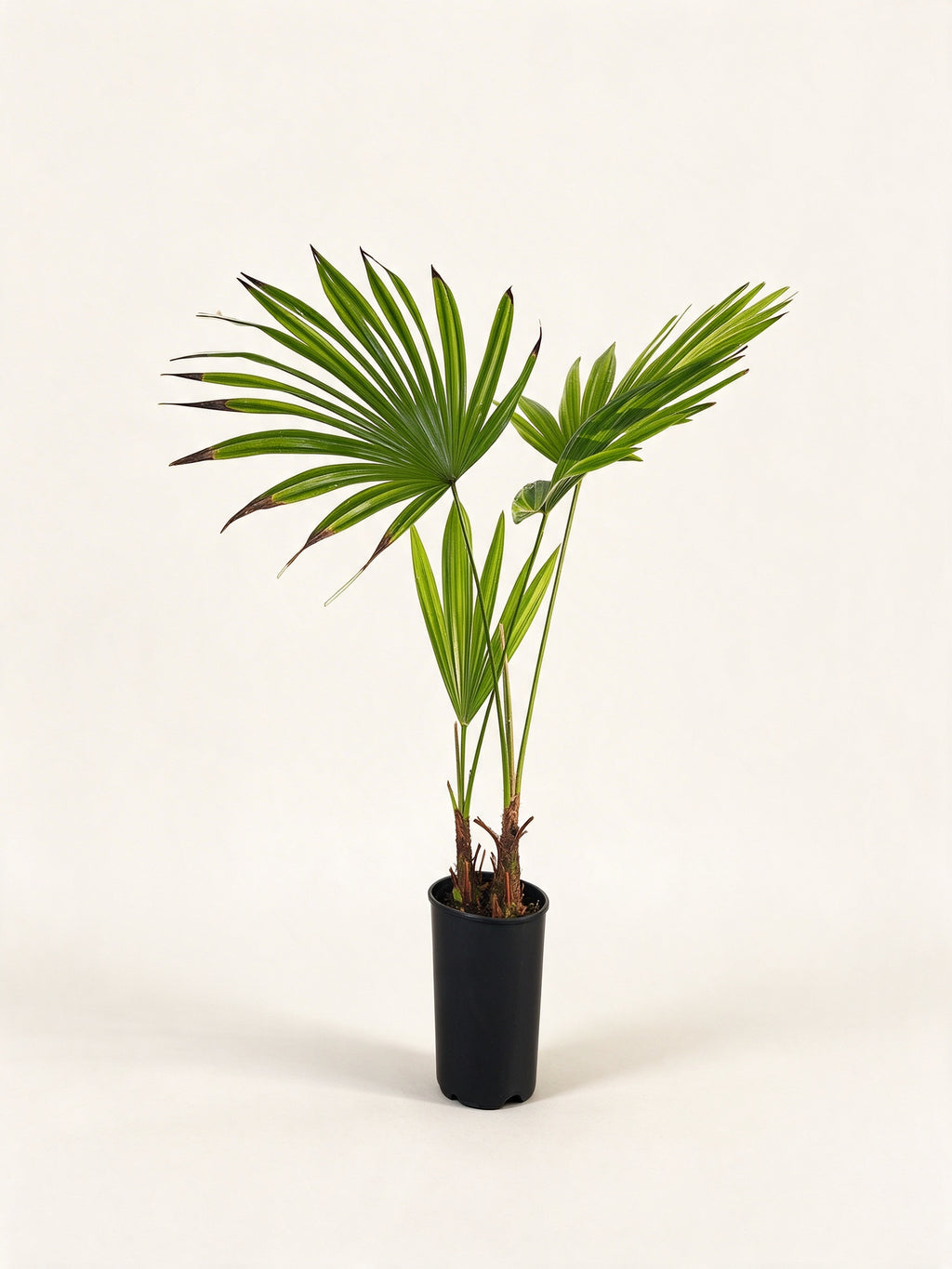 Trachycarpus latisectus