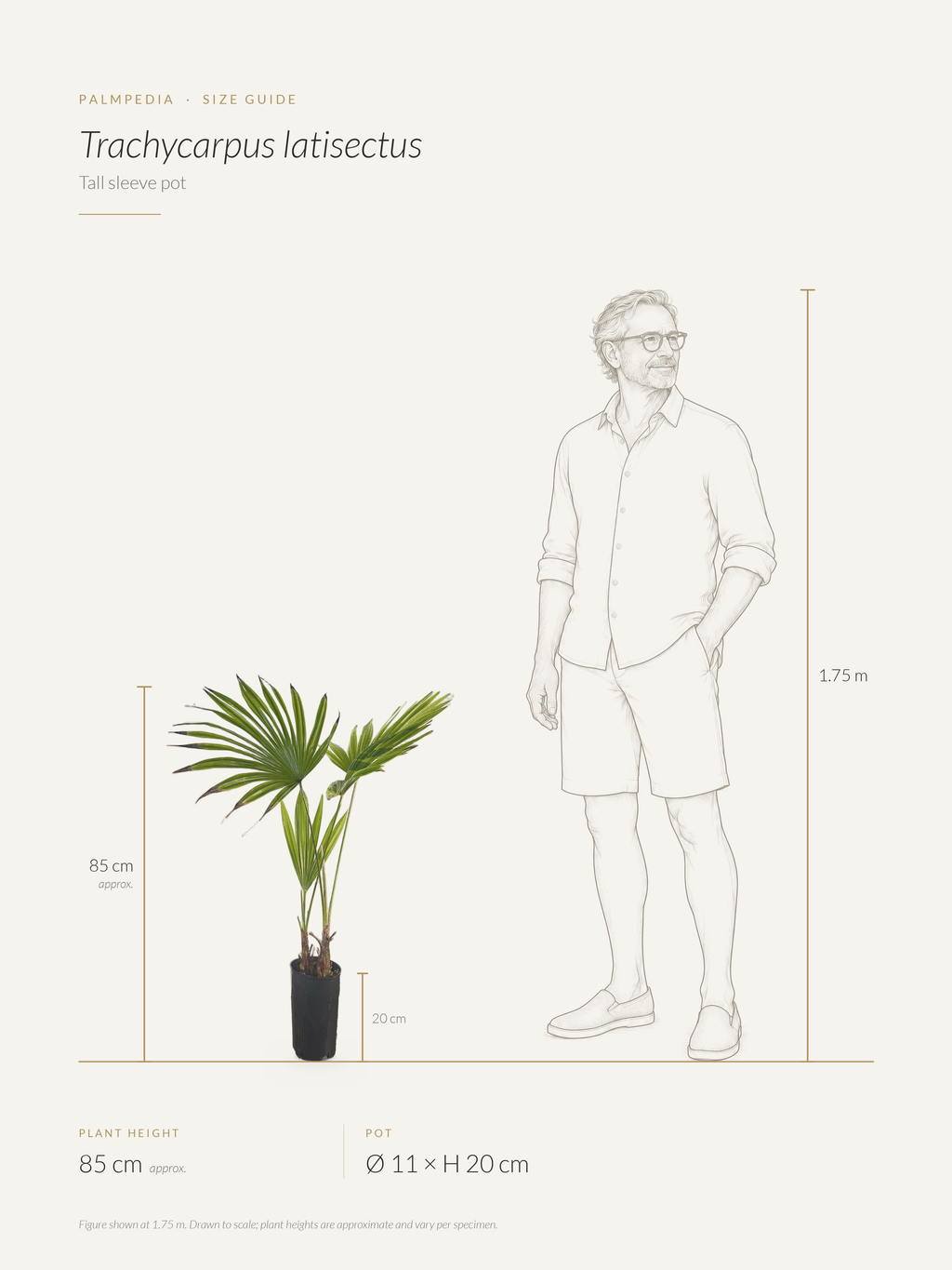 Trachycarpus latisectus – size guide