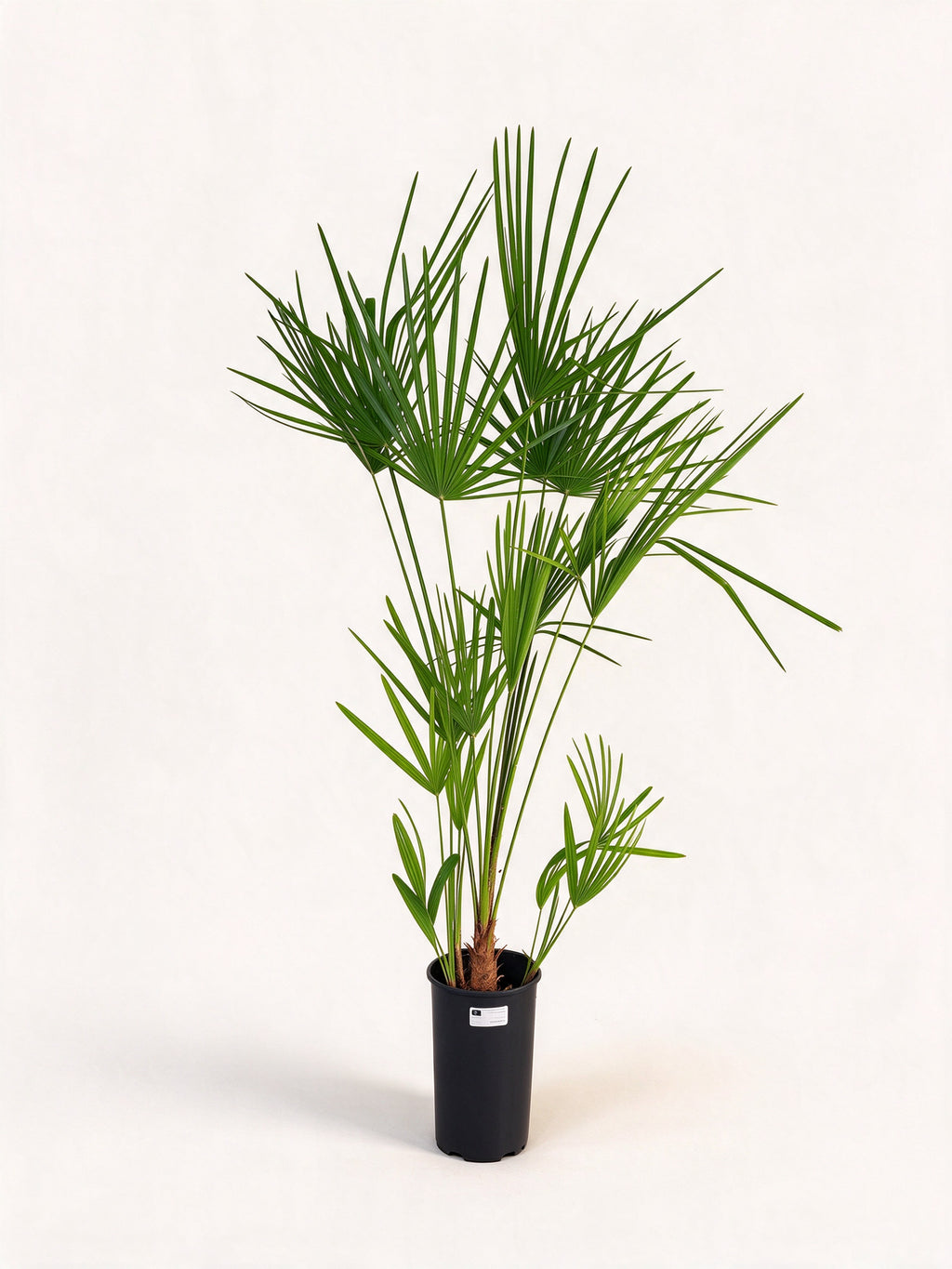 Chamaerops humilis 'Argentea'