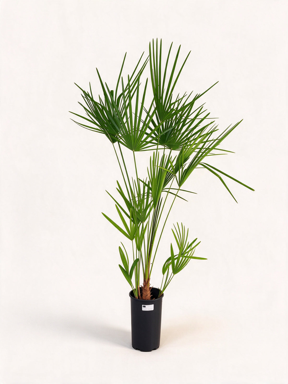Chamaerops humilis 'Argentea'