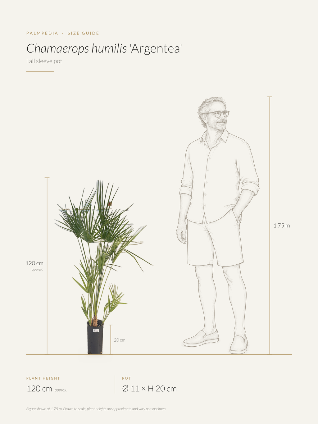 Chamaerops humilis 'Argentea' – size guide
