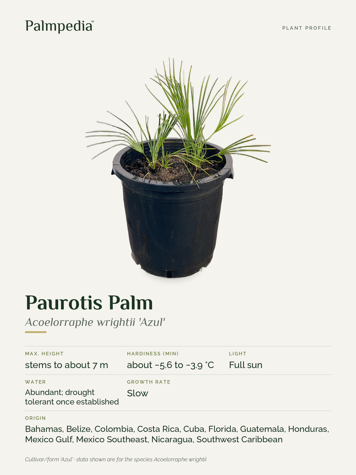 Acoelorraphe wrightii 'Azul' – plant profile