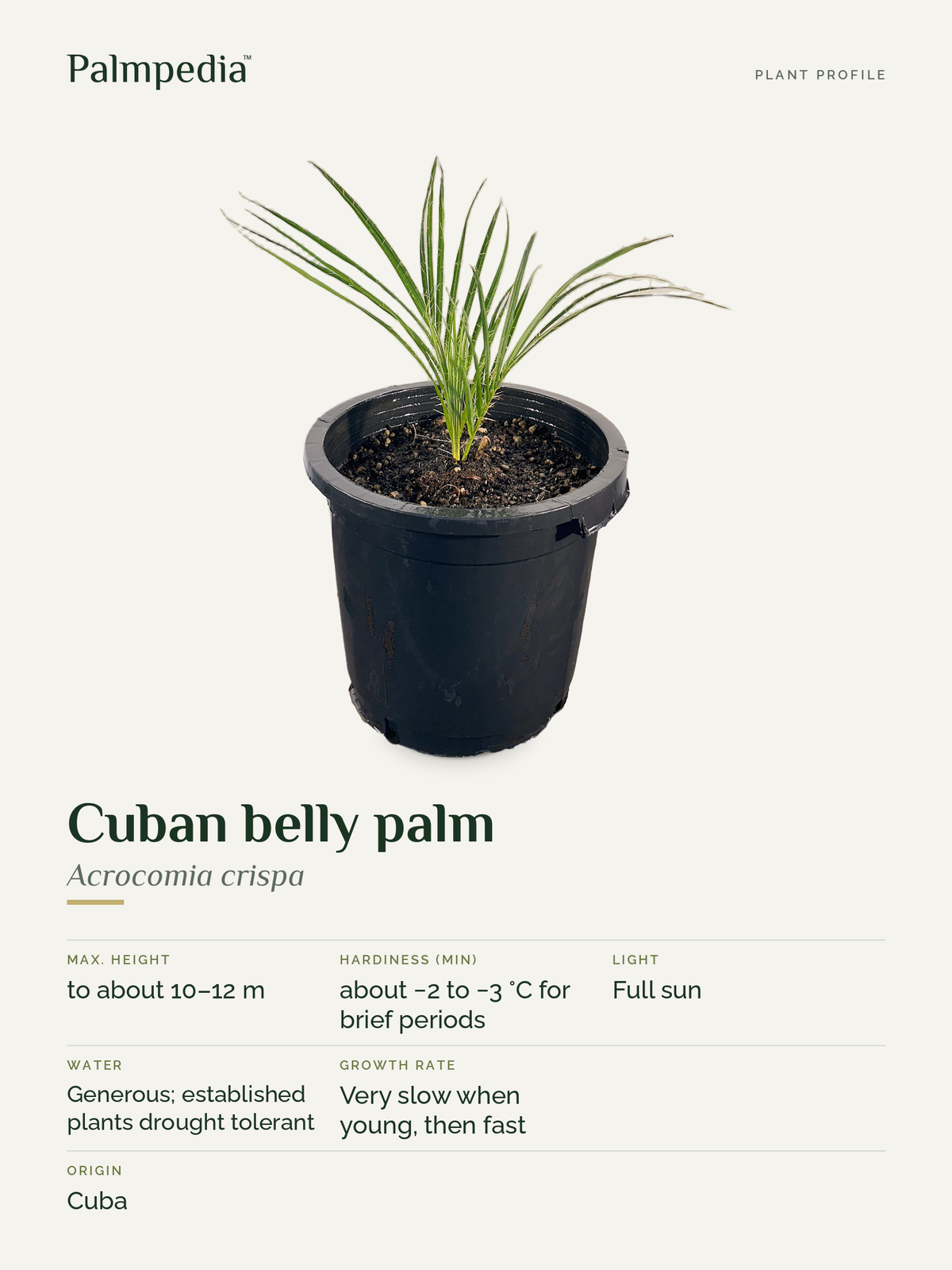 Acrocomia crispa – plant profile