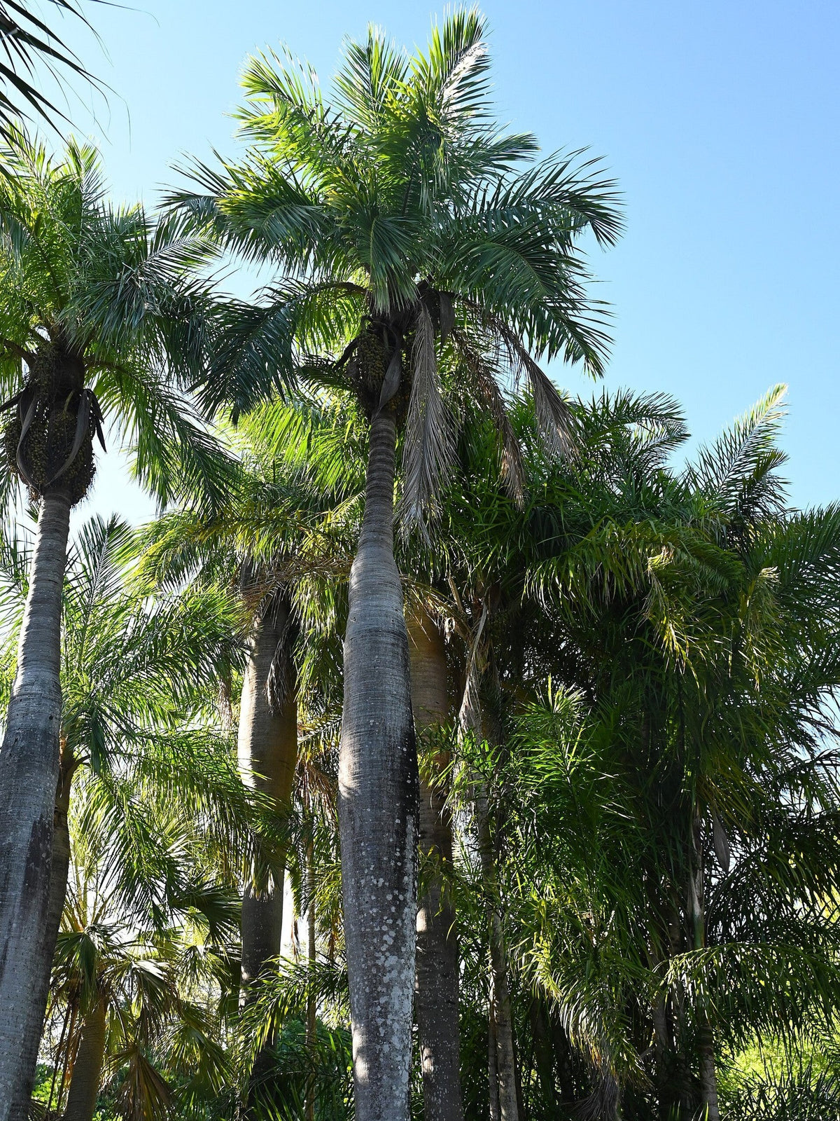 Acrocomia crispa – mature plant