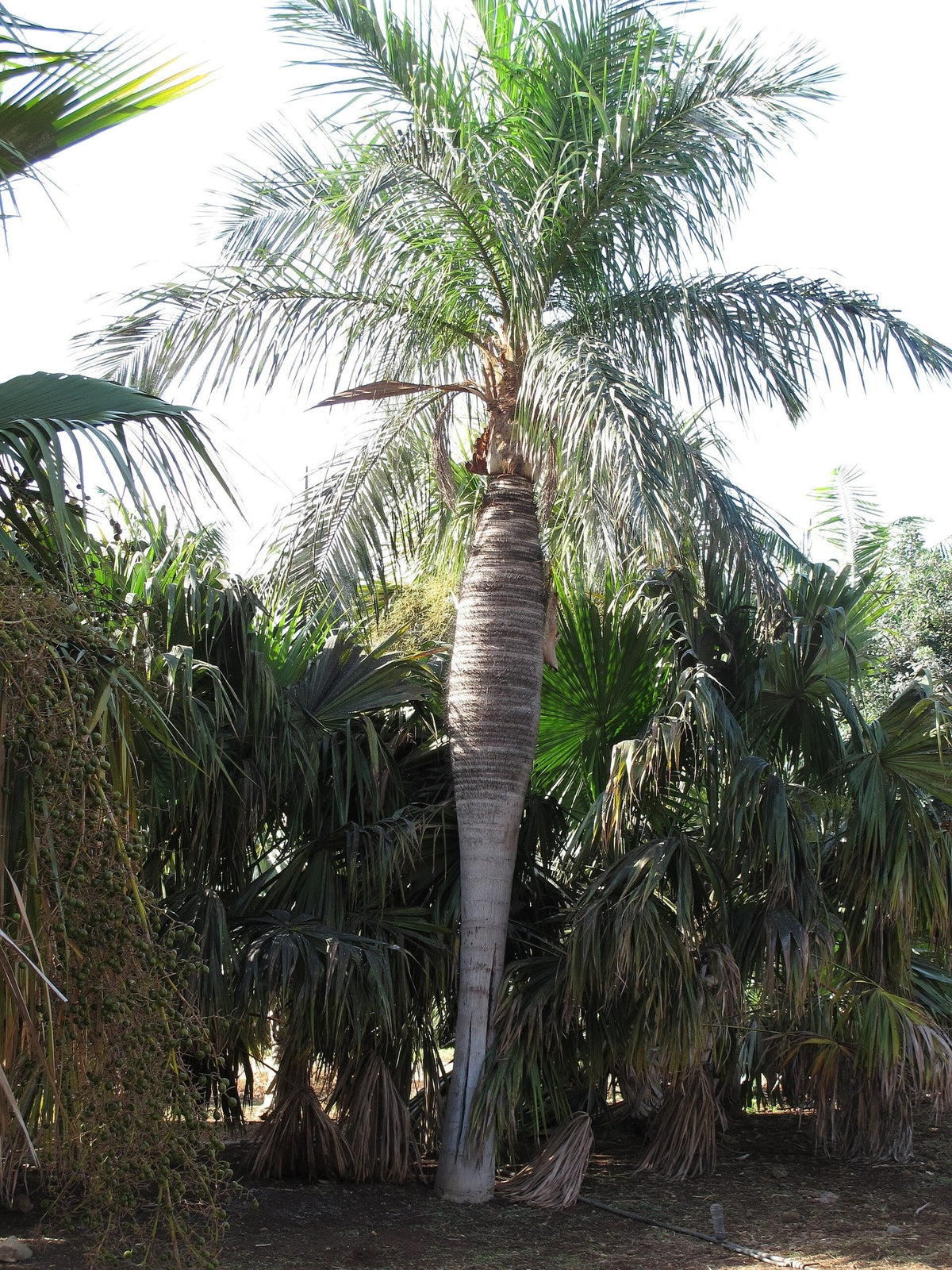 Acrocomia crispa – mature plant