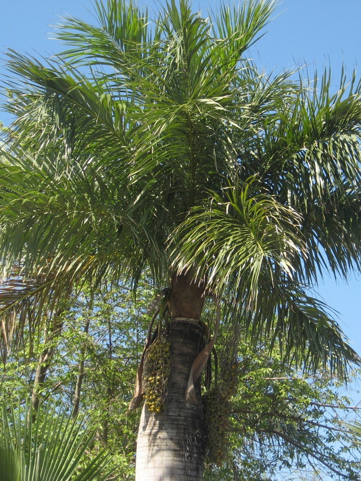 Acrocomia crispa – mature plant