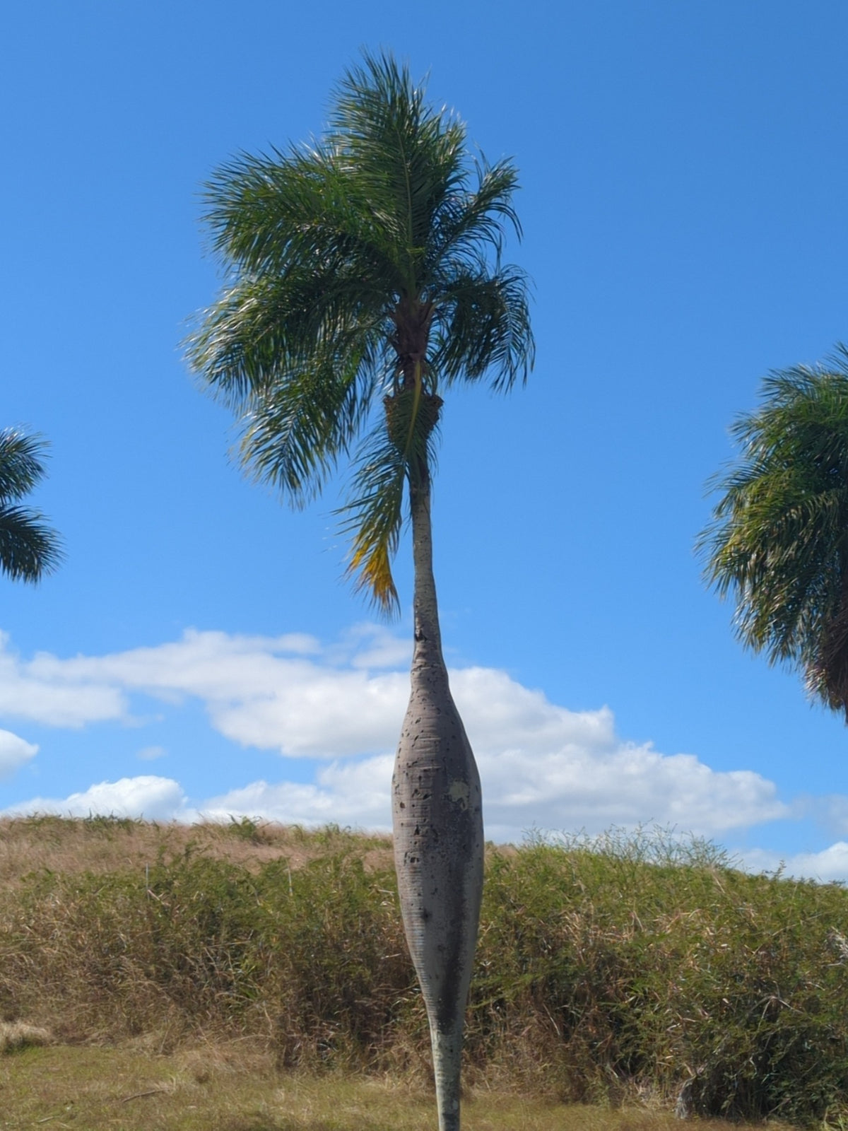 Acrocomia crispa – in habitat