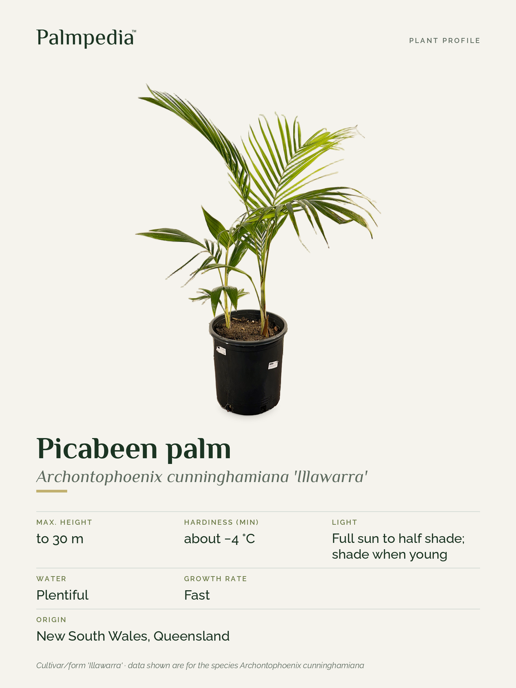 Archontophoenix cunninghamiana 'Illawarra' – plant profile