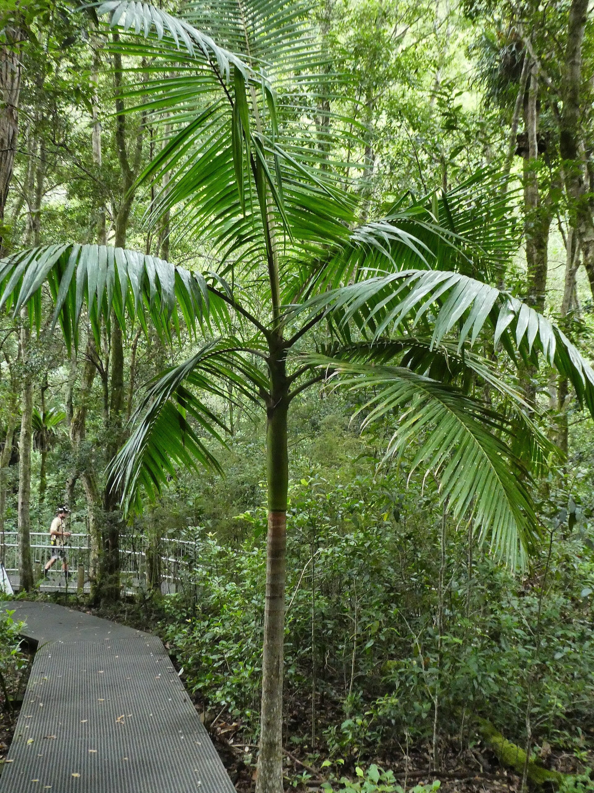 Archontophoenix cunninghamiana (species) – mature plant