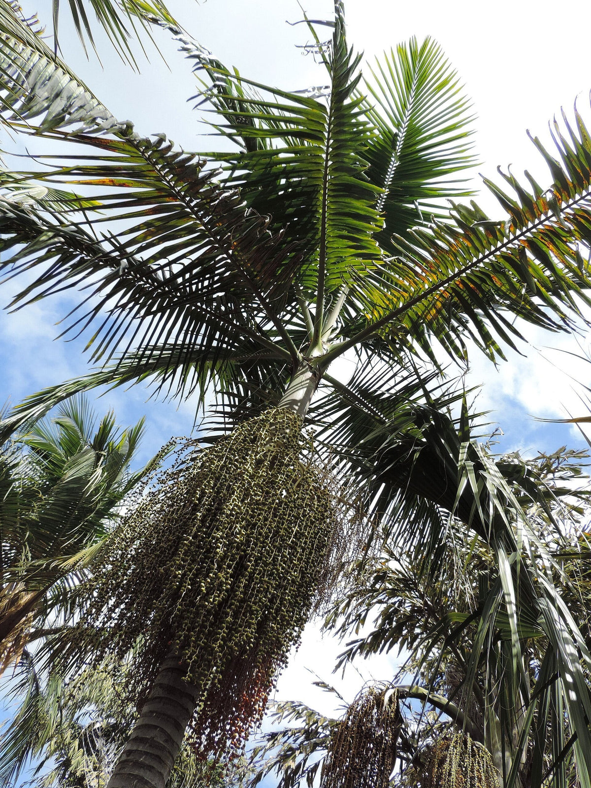 Archontophoenix cunninghamiana (species) – mature plant