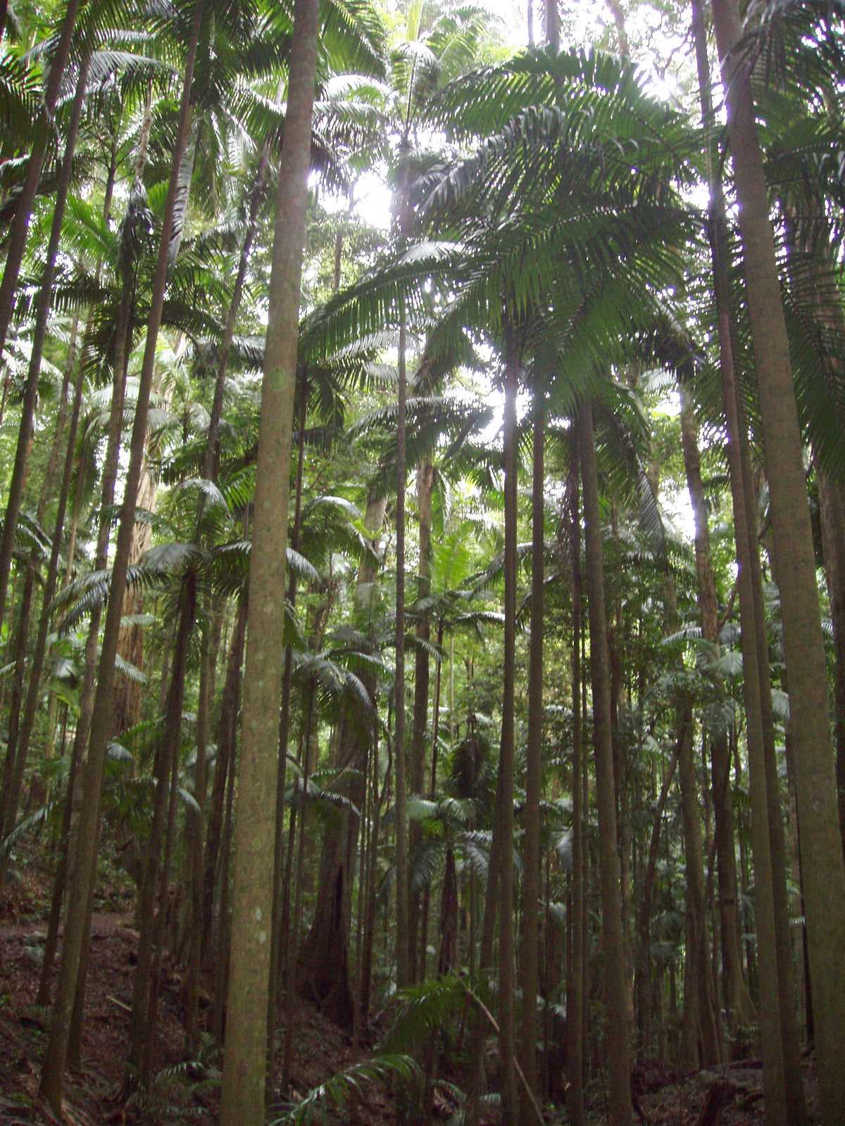 Archontophoenix cunninghamiana 'Illawarra' – in habitat