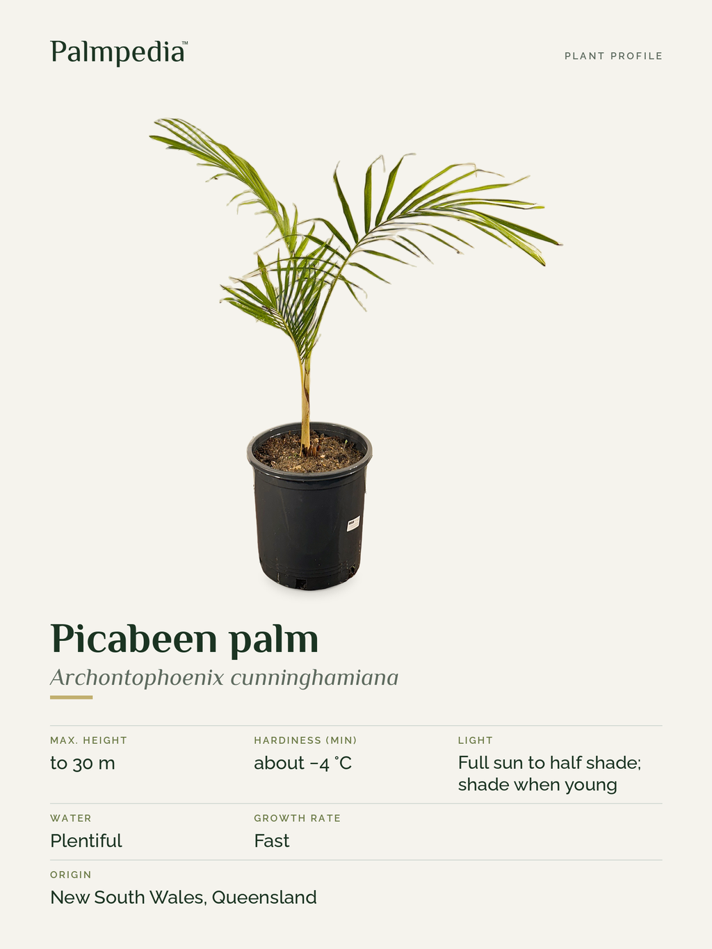 Archontophoenix cunninghamiana – plant profile