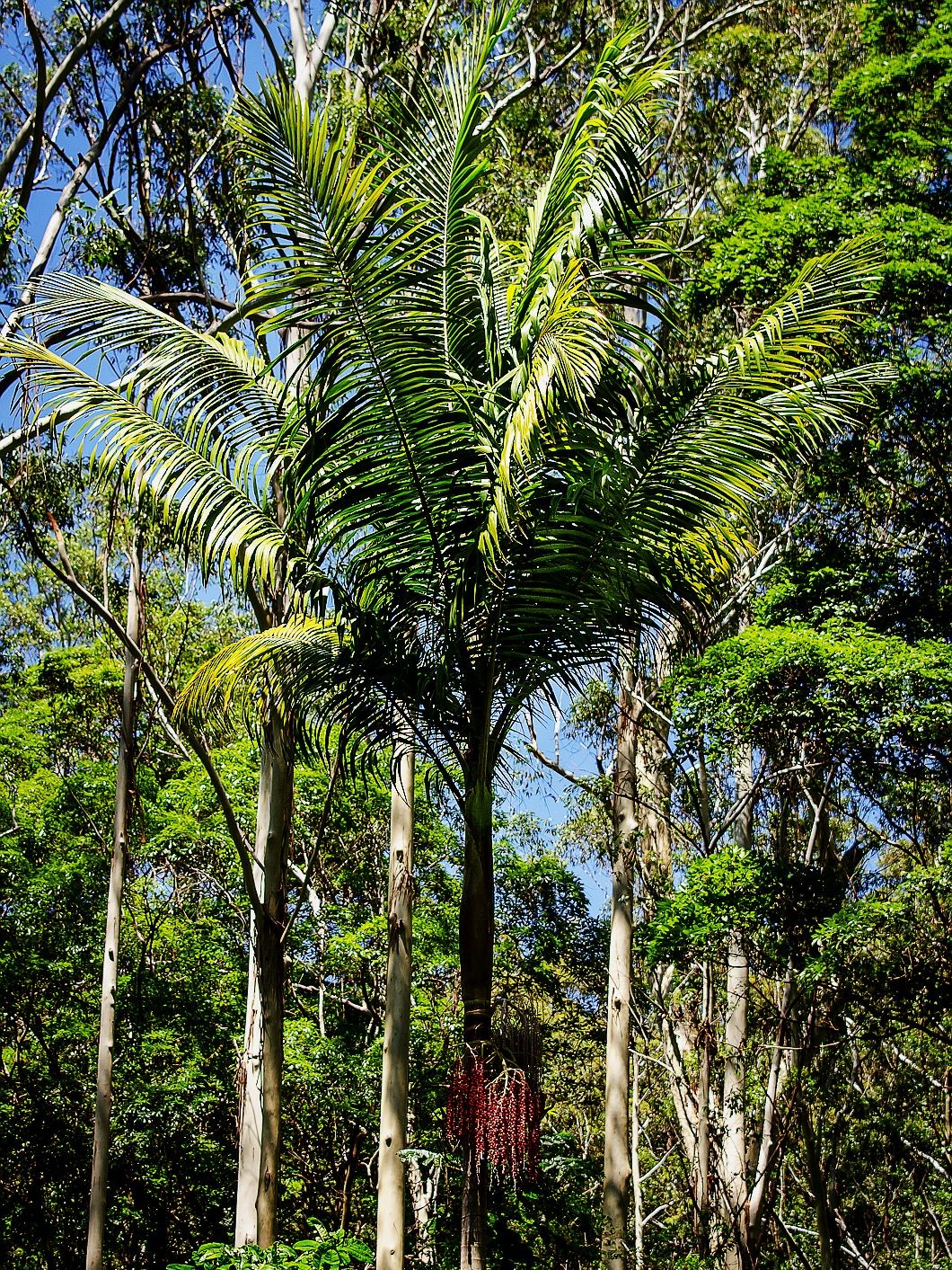 Archontophoenix cunninghamiana – mature plant