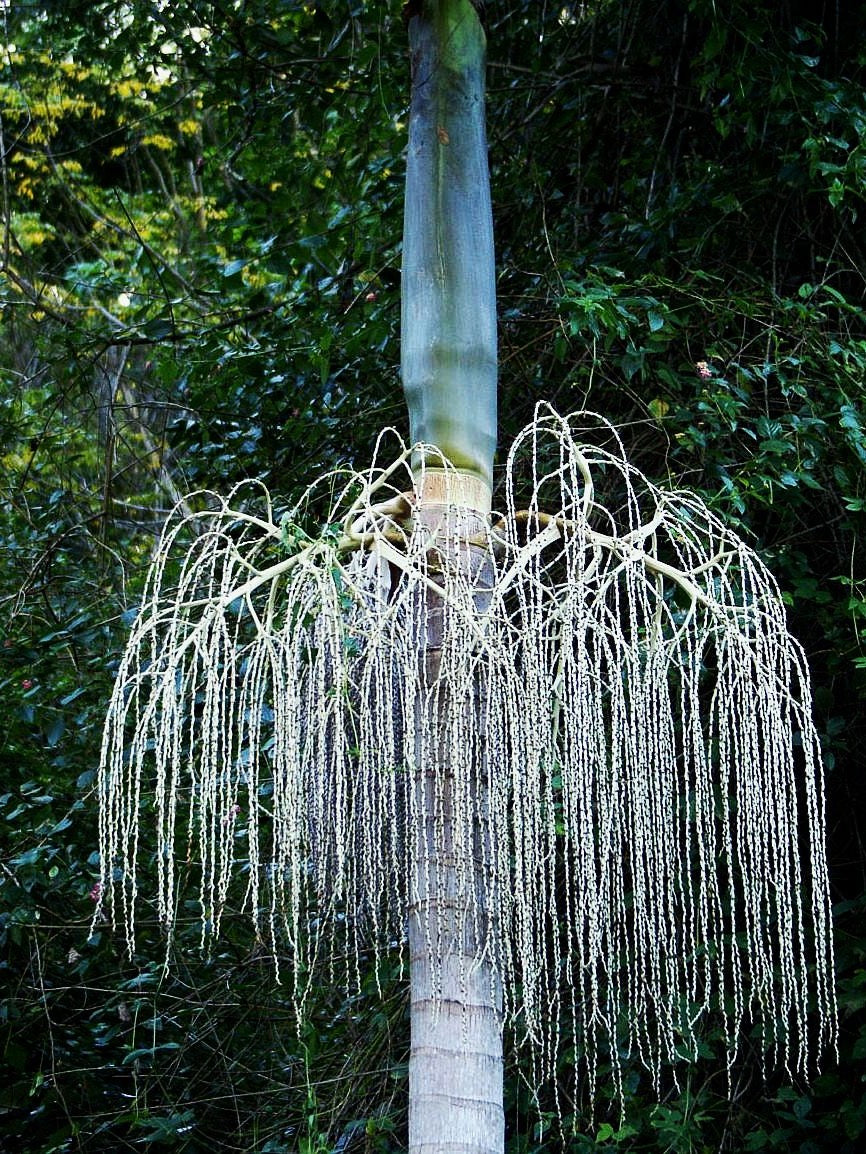 Archontophoenix cunninghamiana – mature plant