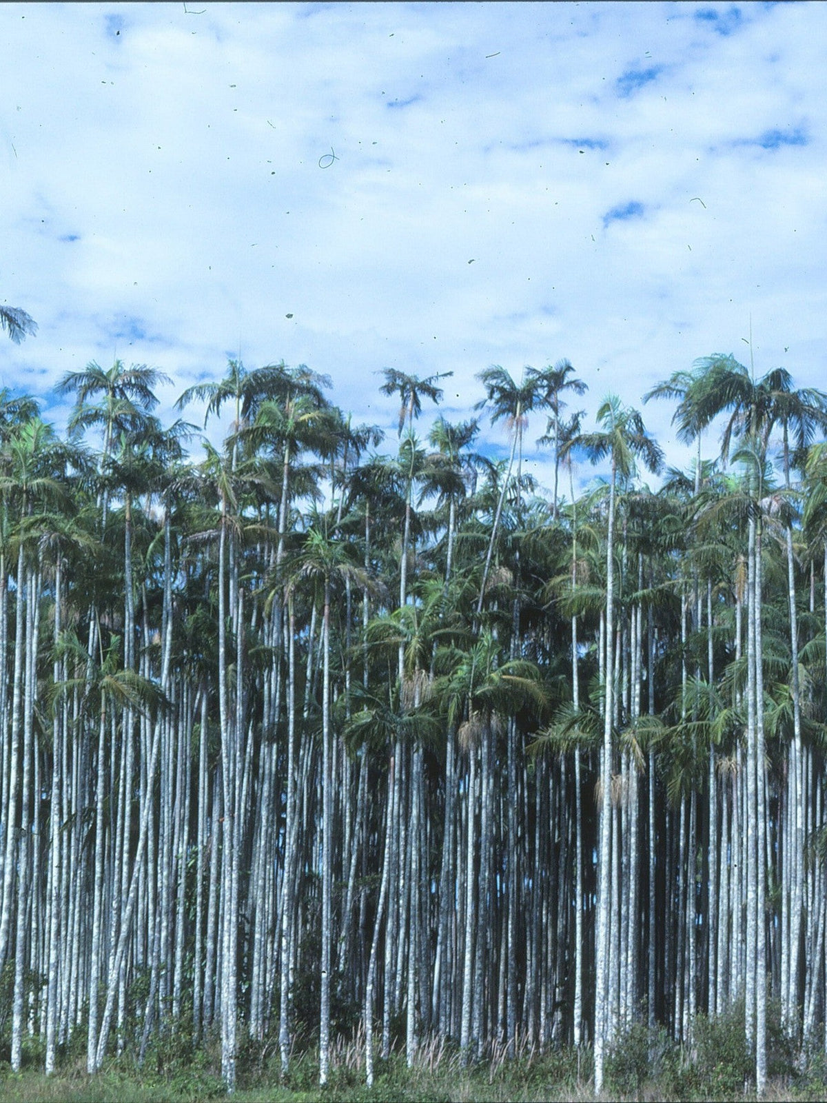 Archontophoenix cunninghamiana – mature plant