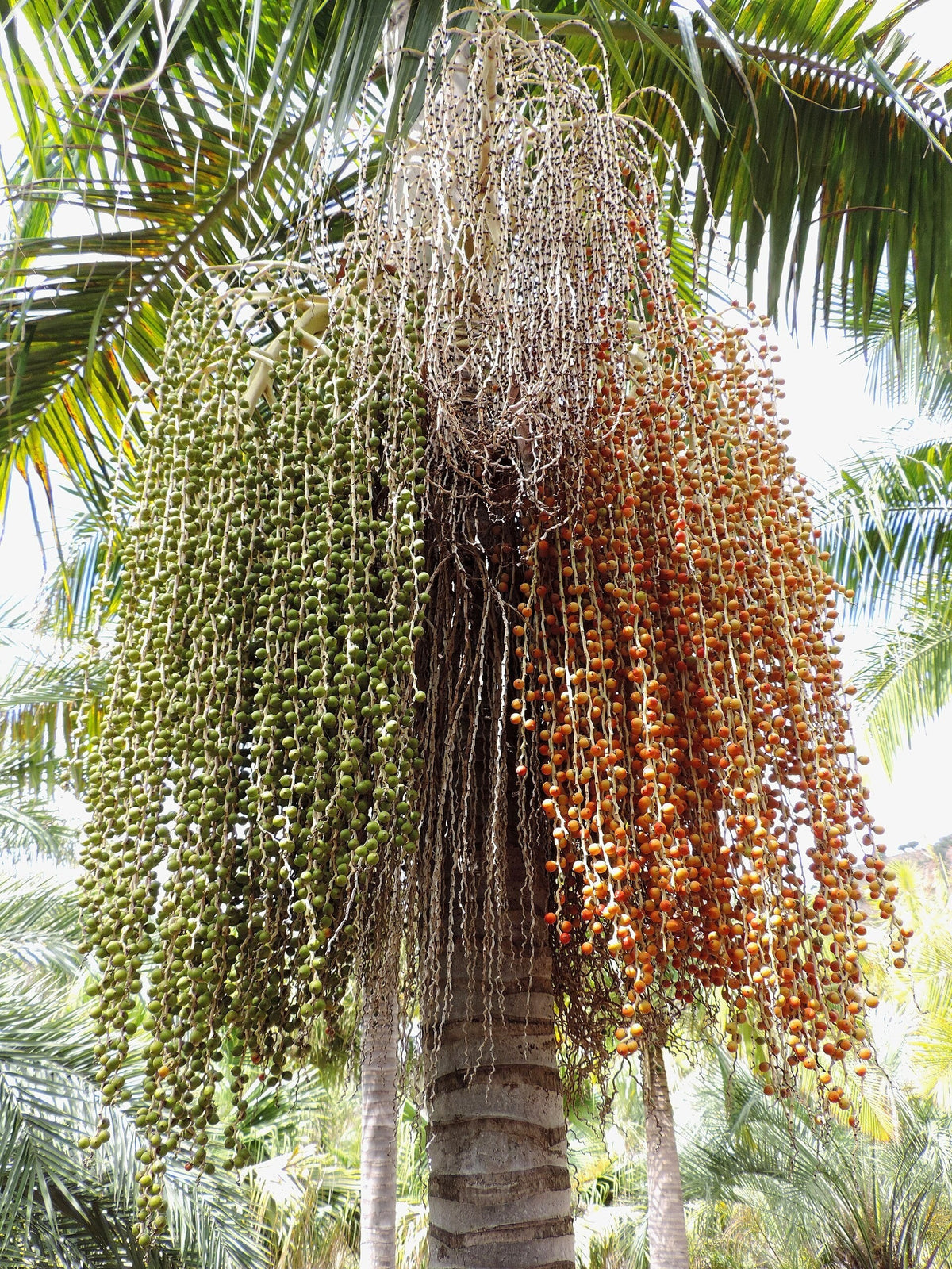 Archontophoenix cunninghamiana – mature plant