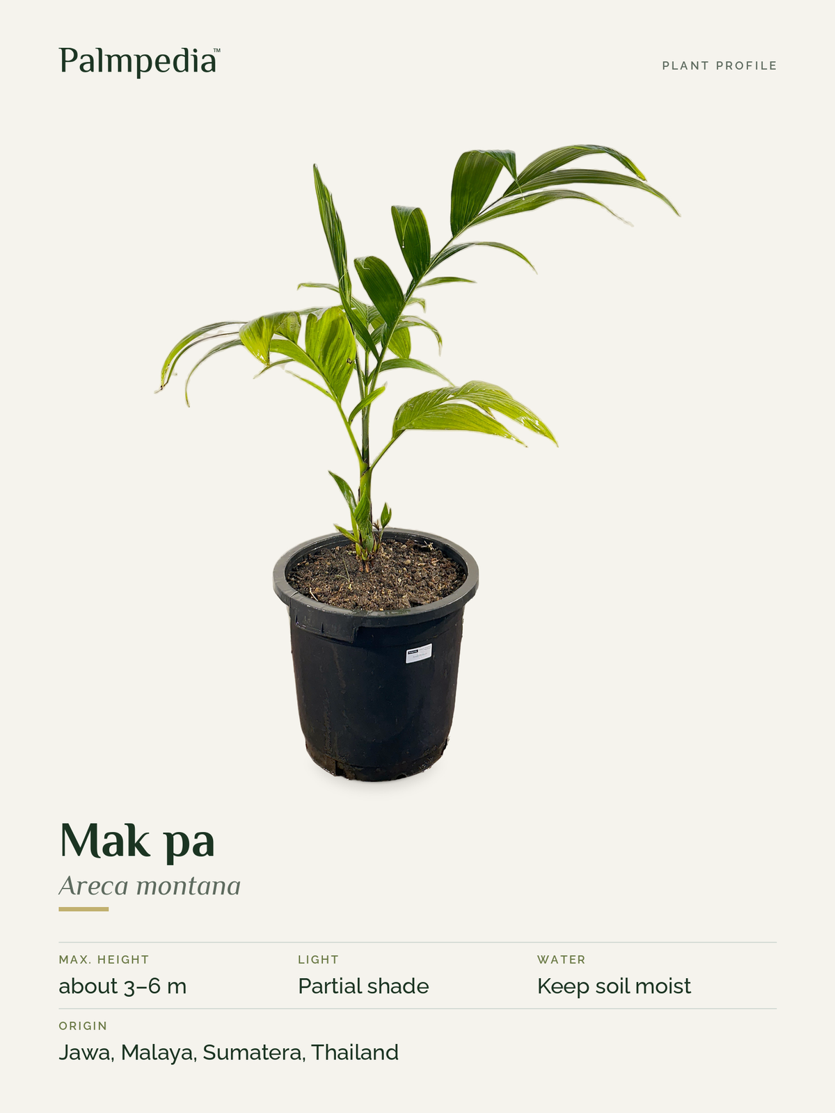Areca montana – plant profile