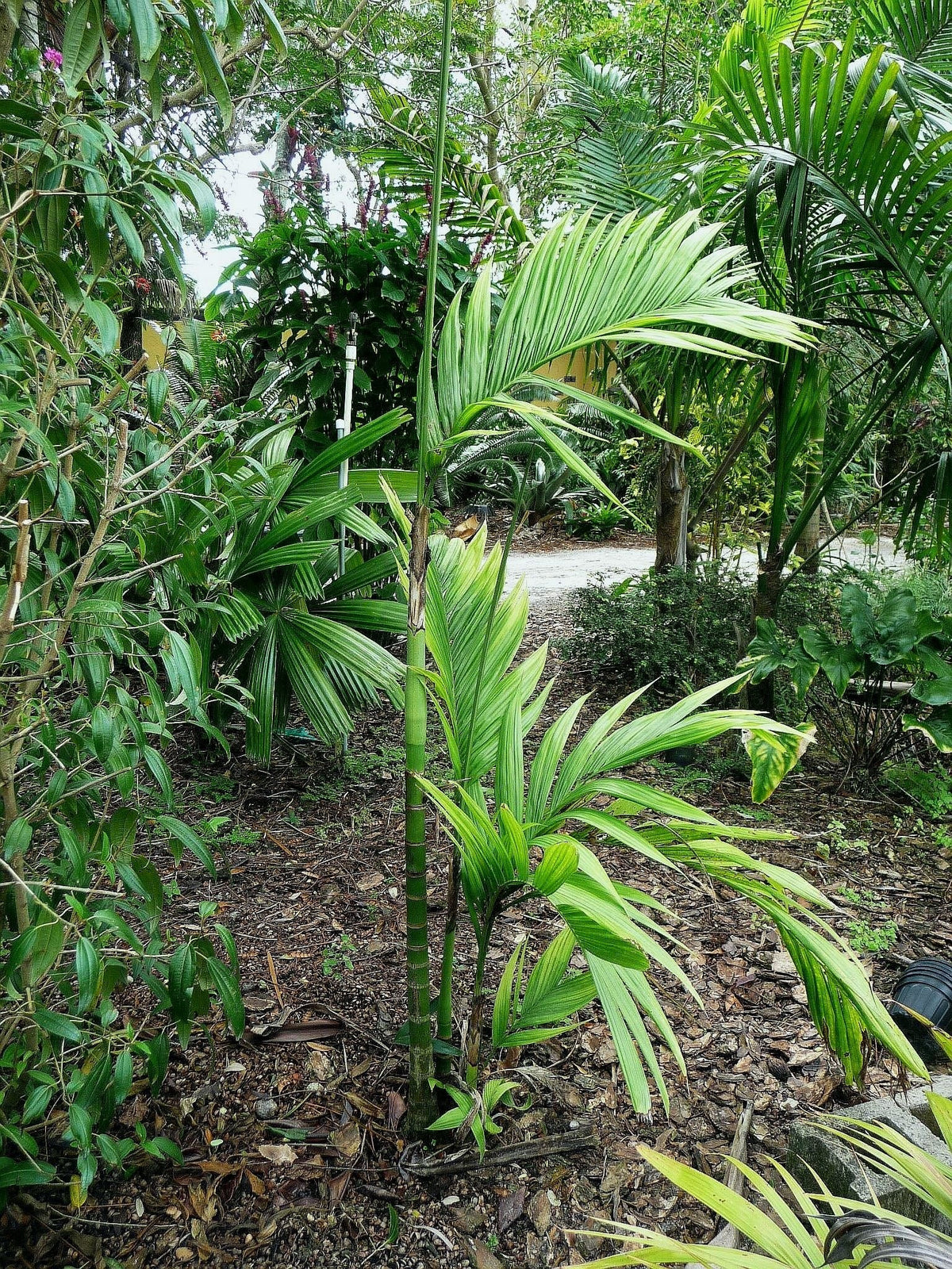 Areca montana – mature plant