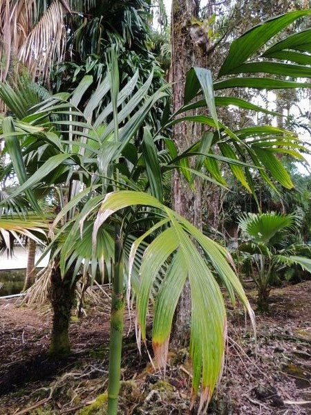 Areca montana – mature plant