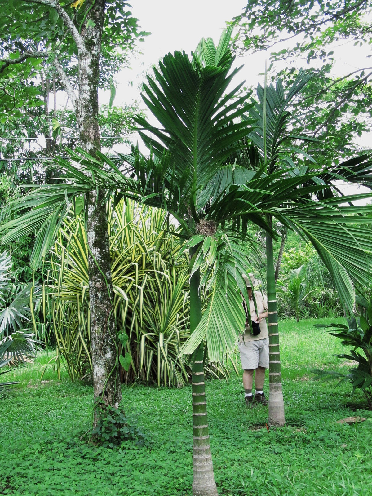 Areca montana – in habitat